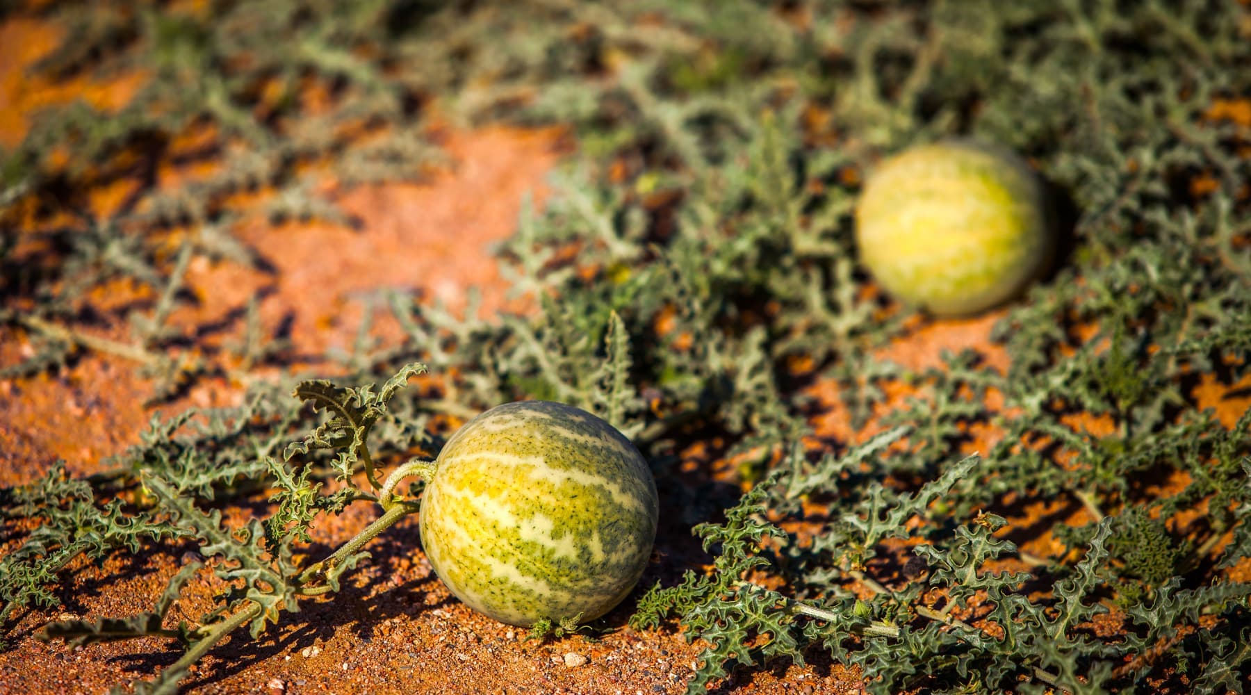 Melon d'eau du désert du kalahari situé en Afrique du sud